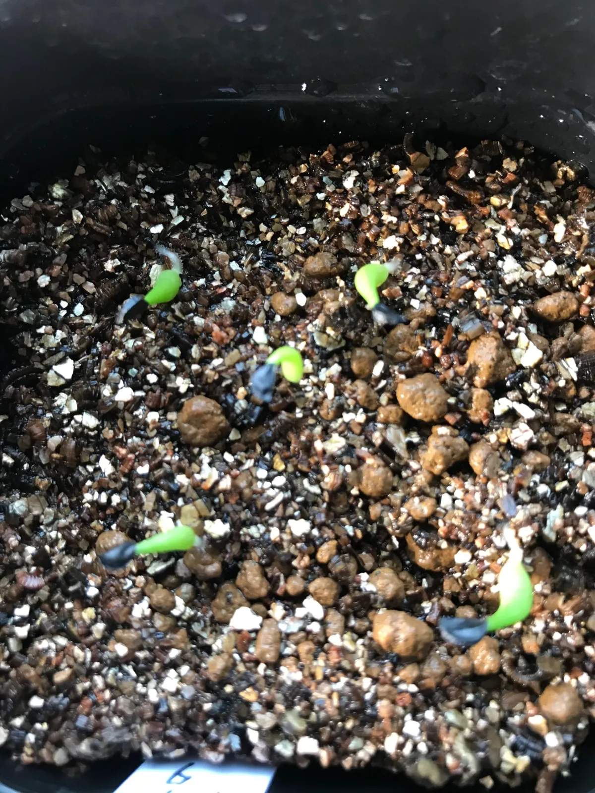 Agave titanota 'Blue' (アガベ チタノタブルー)