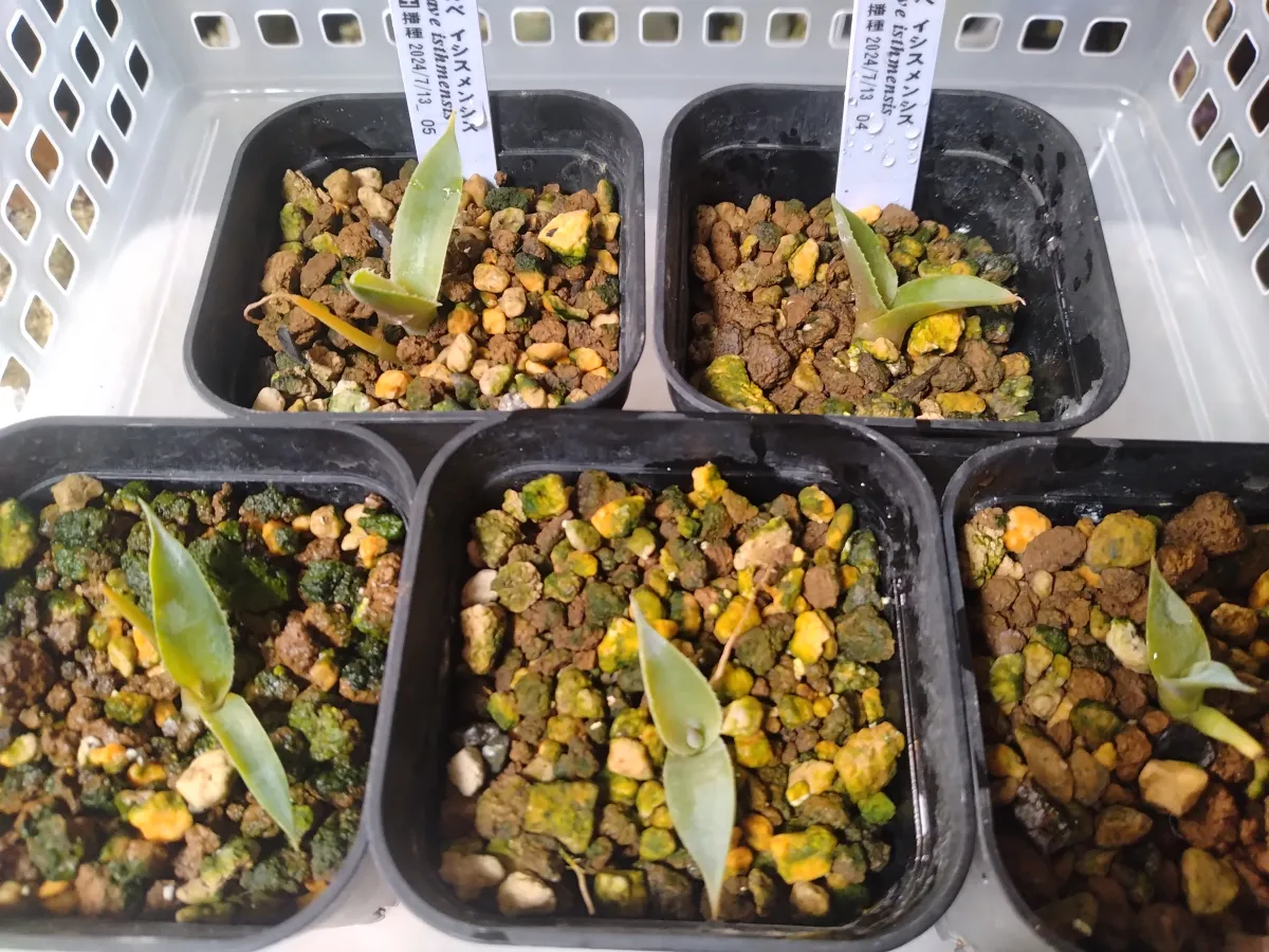 Agave isthmensis (アガベ イシスメンシス)