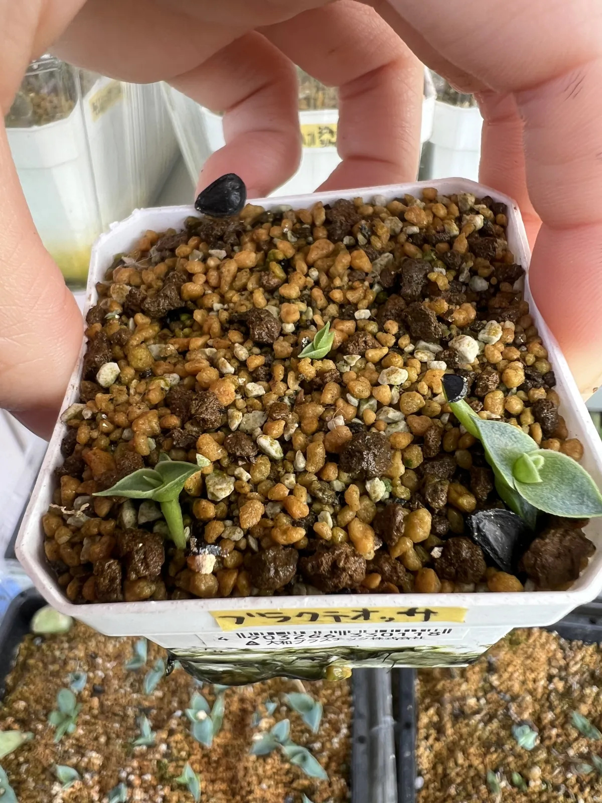 Agave bracteosa (アガベ ブラクテオーサ)