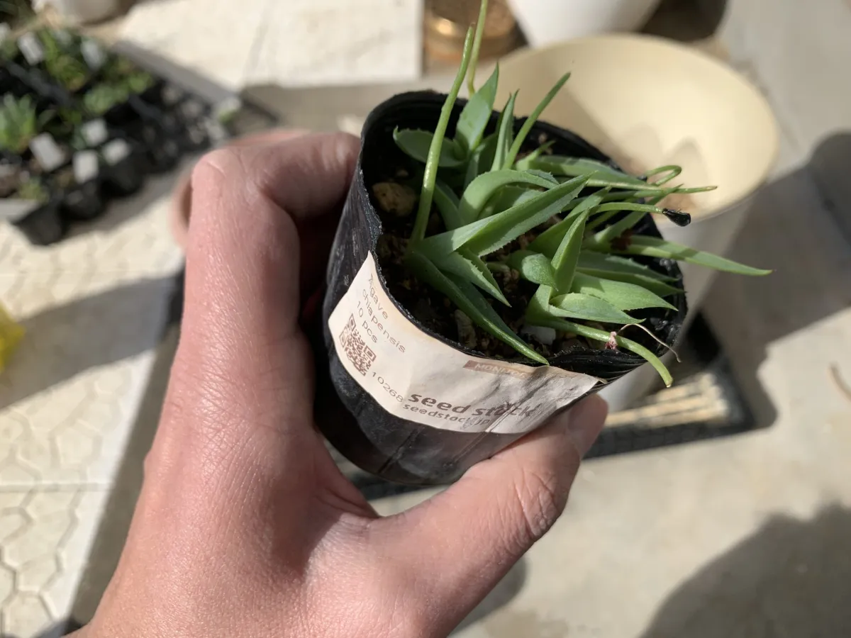 Agave chiapensis (アガベ チアペンシス)