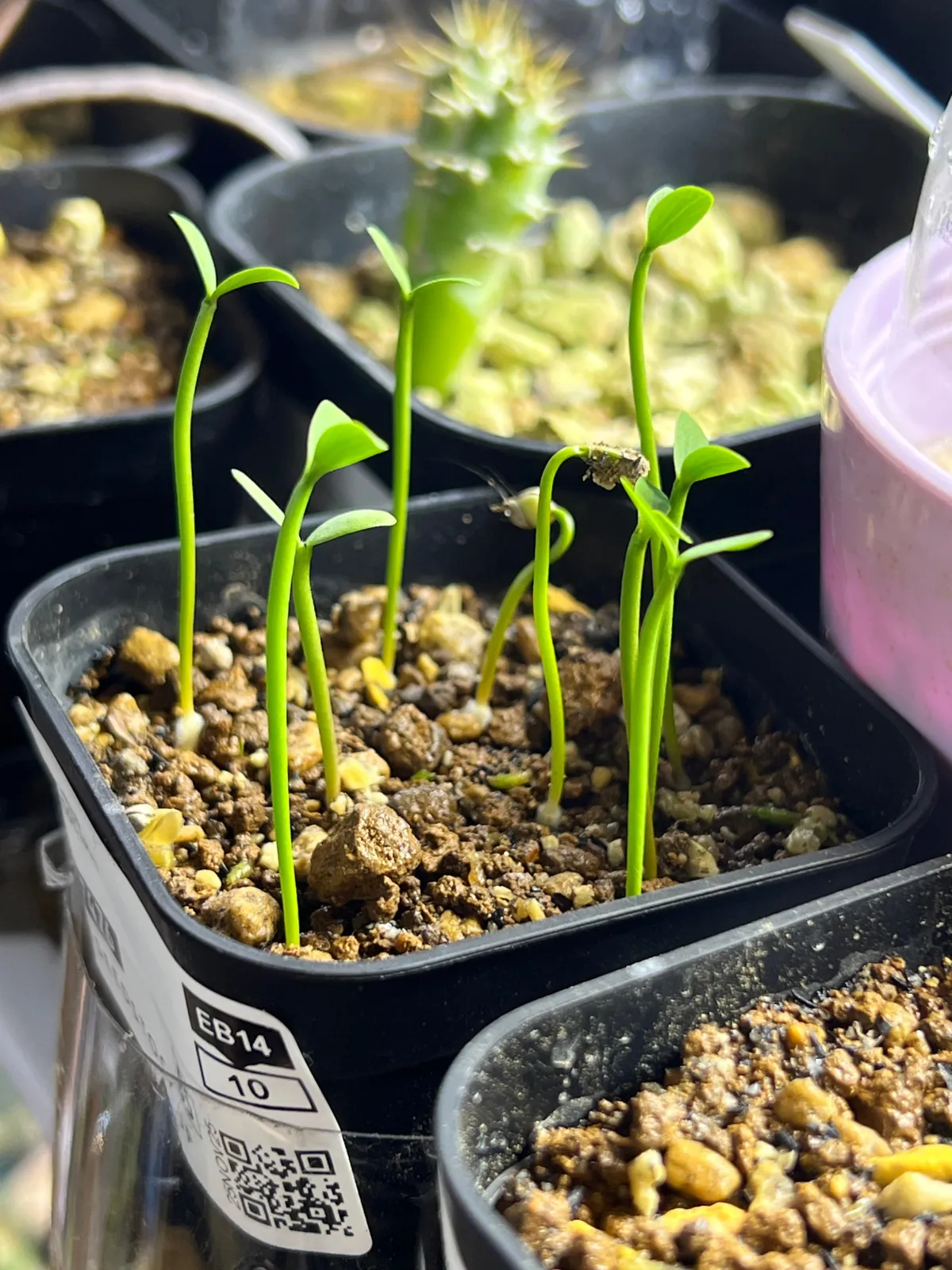 Euphorbia stenoclada subsp. stenoclada (ユーフォルビア ステノクラーダ)