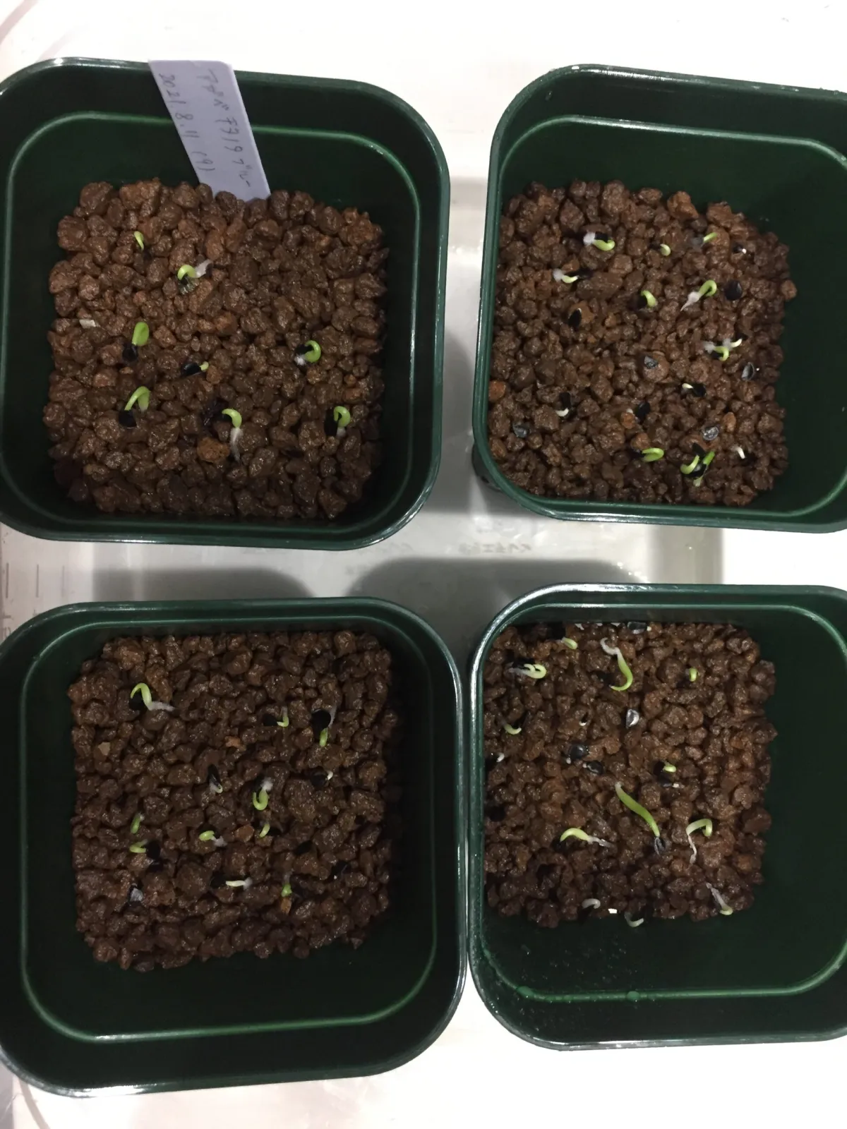 Agave oteroi (アガベ オテロイ)