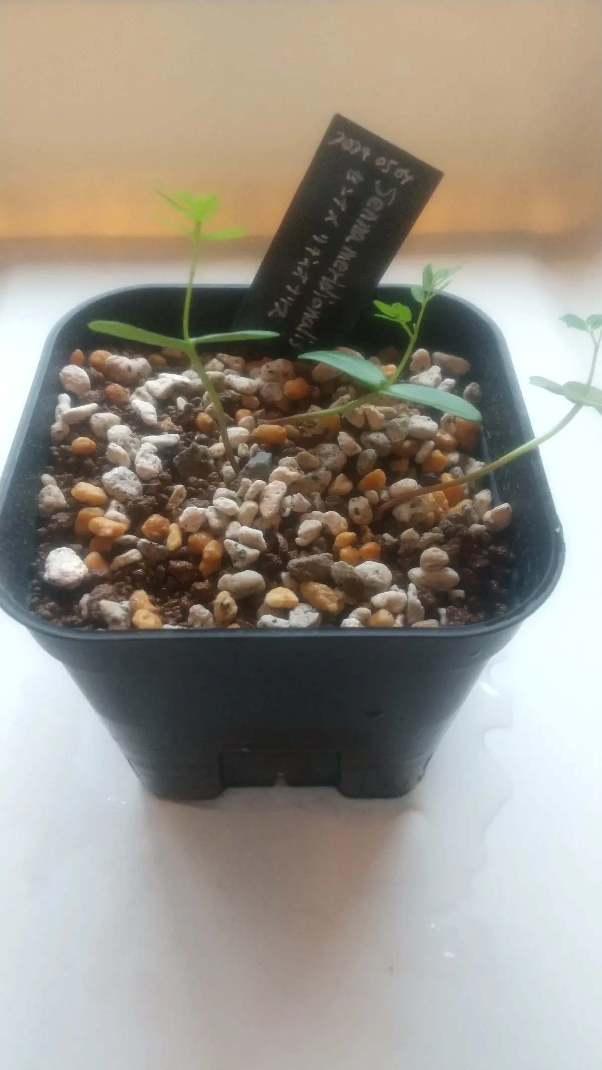 Senna meridionalis (センナ メリディオナリス)