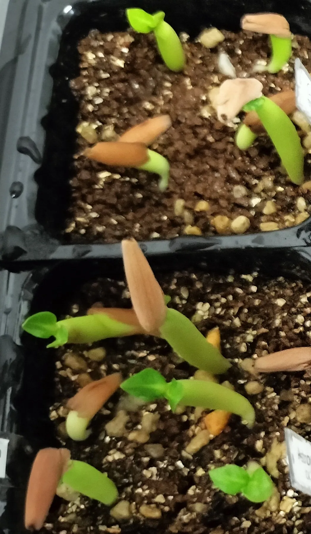 Adenium arabicum Black Stem (アデニウム アラビカム ブラックステム)