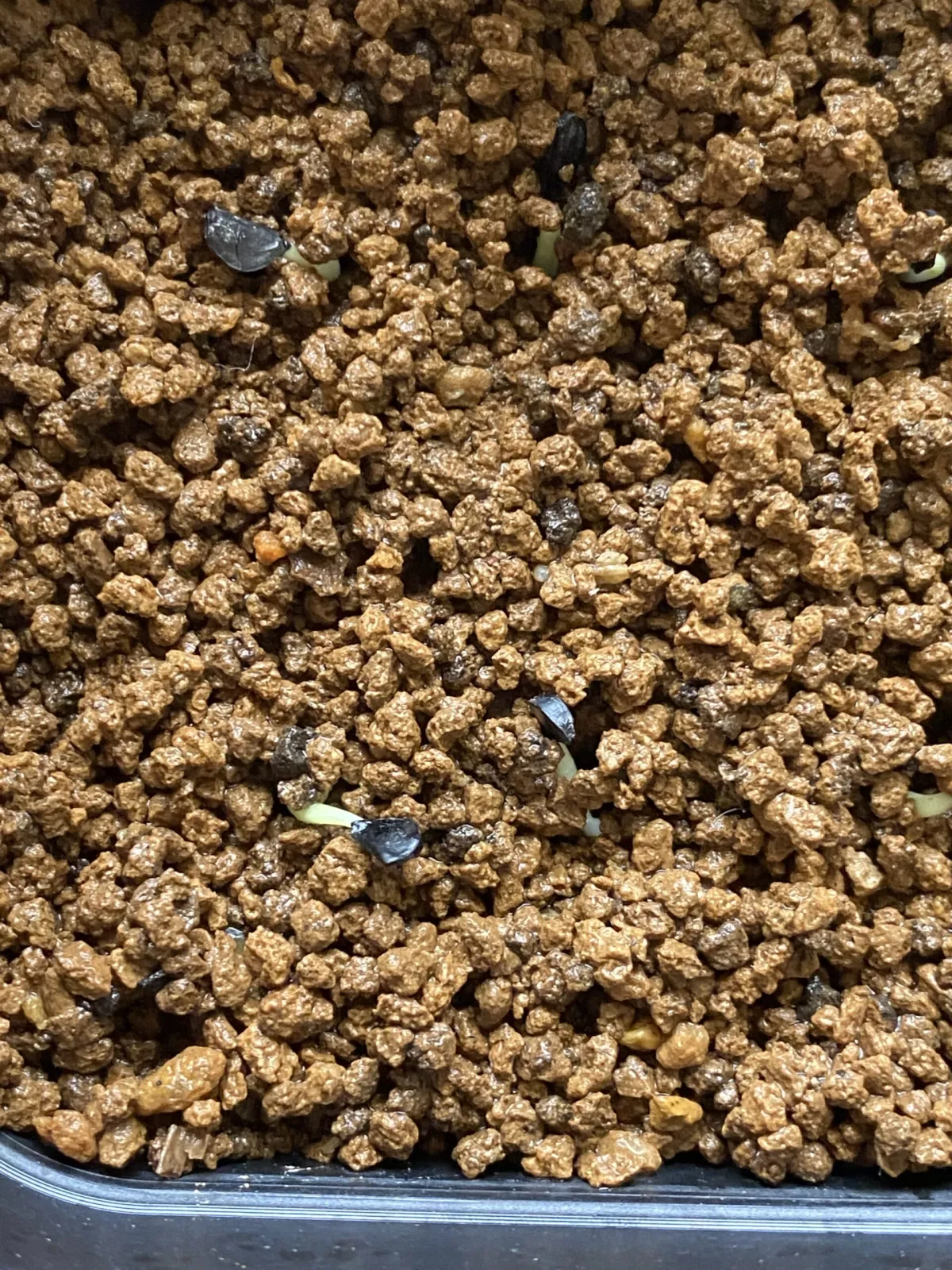 モニター用　Agave difformis