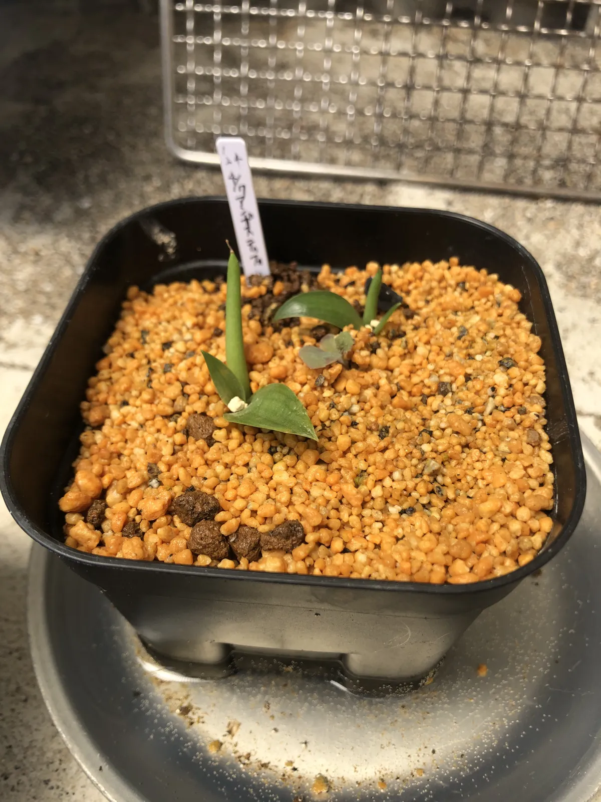 Agave angustifolia (アガベ アンガスティフォリア)