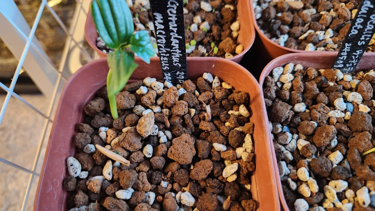 Gerrardanthus macrorhizus (ゲラルダンサス マクロリザス)