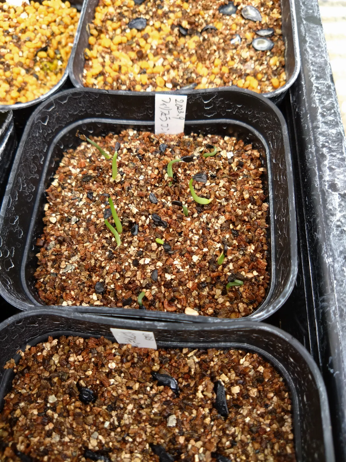 Agave filifera var. compacta (アガベ フィリフェラコンパクタ)