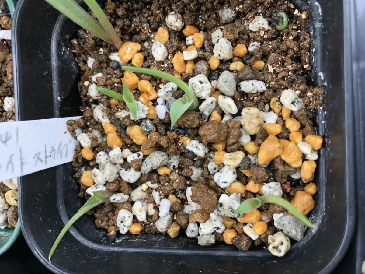 Agave schidigera White Stripe (アガベ シジゲラ ホワイトストライプ)