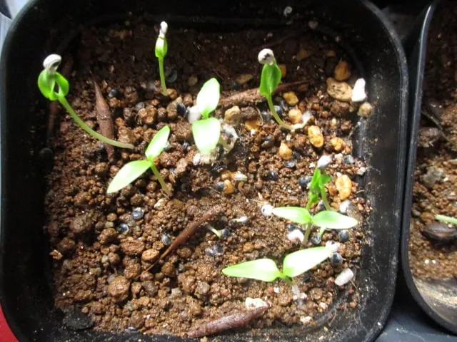 Phytolacca dioica (フィトラッカ ディオイカ)