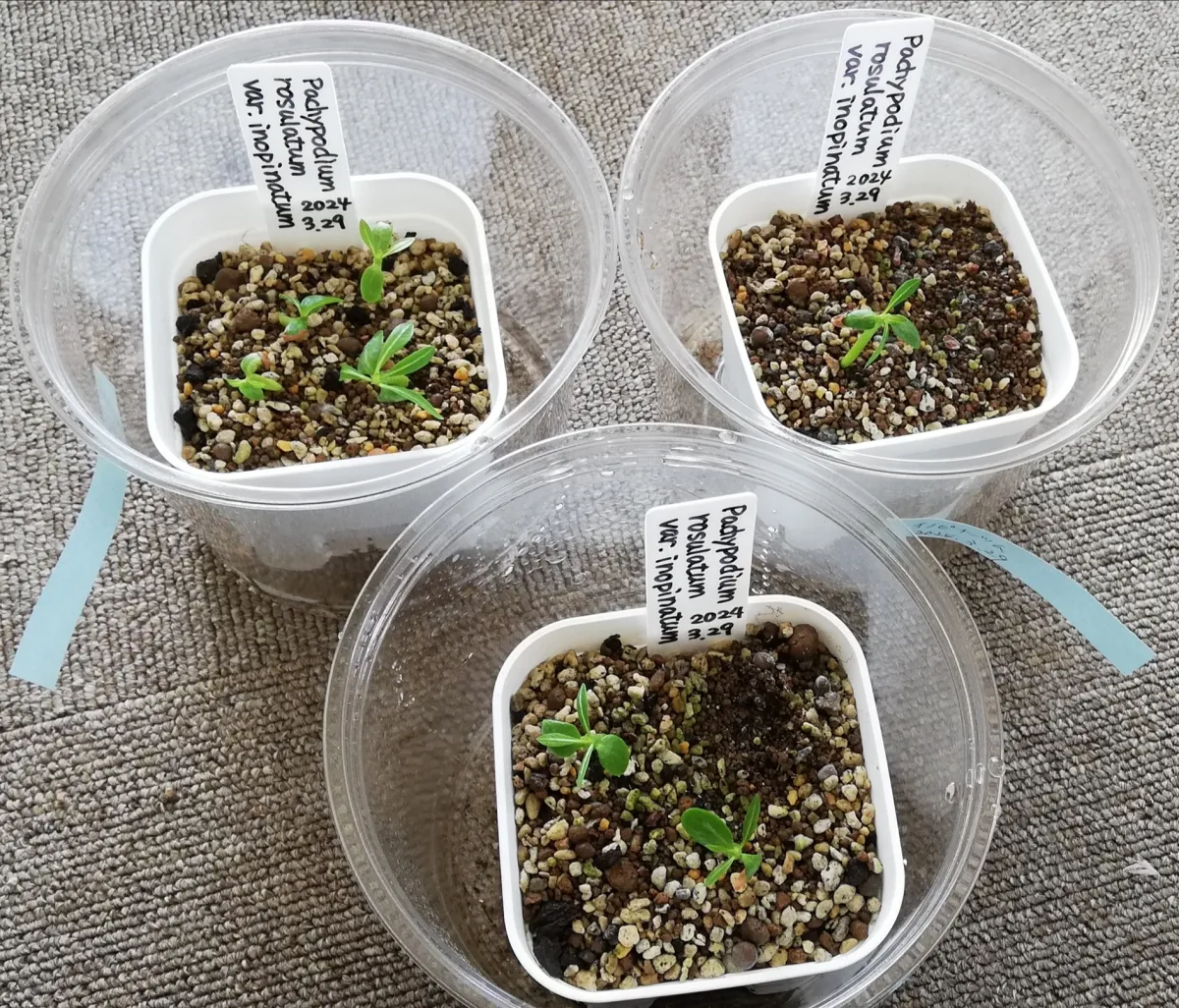 Pachypodium rosulatum var. inopinatum (パキポディウム イノピナツム)