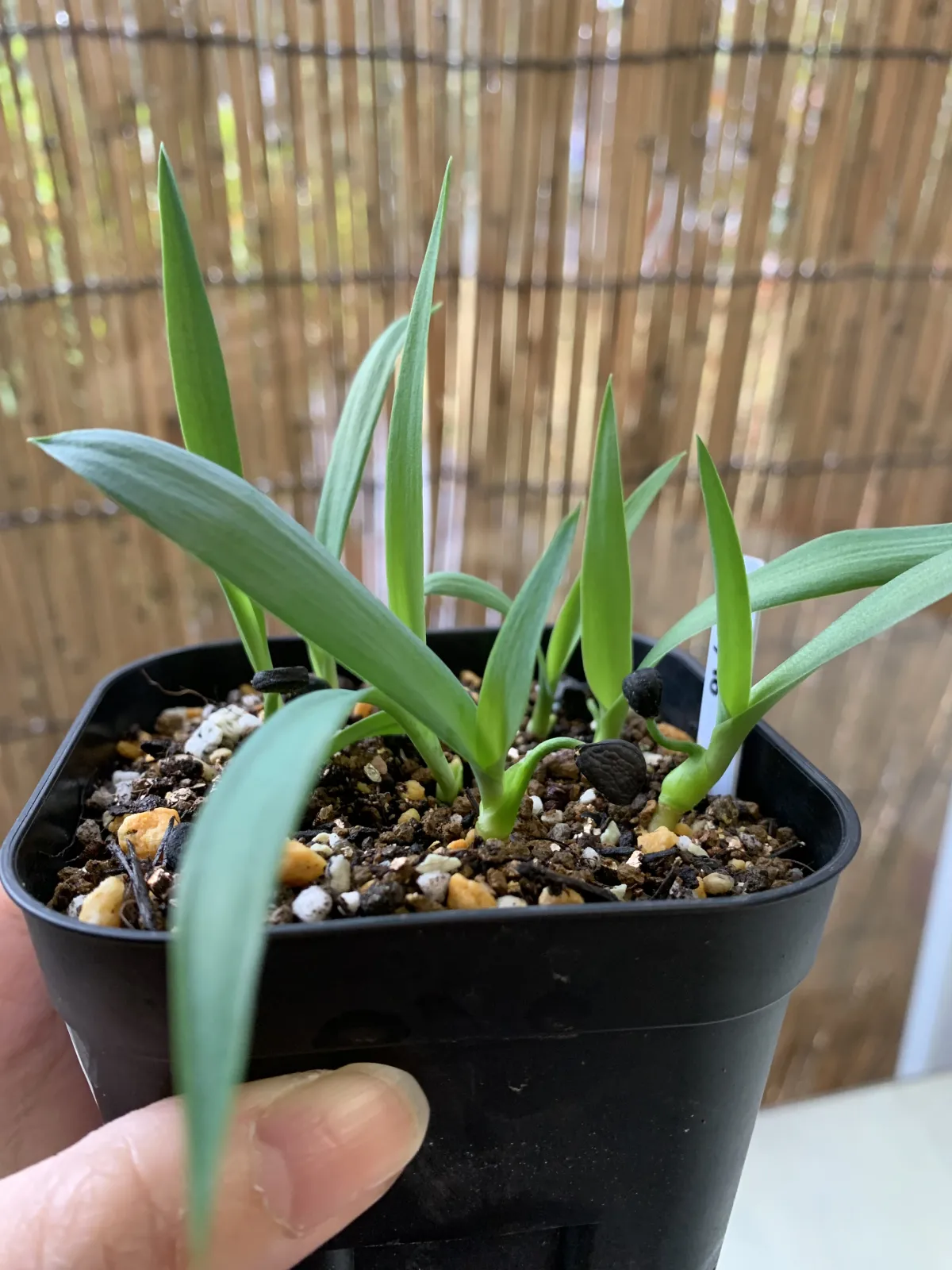 Yucca filifera (ユッカ フィリフェラ)