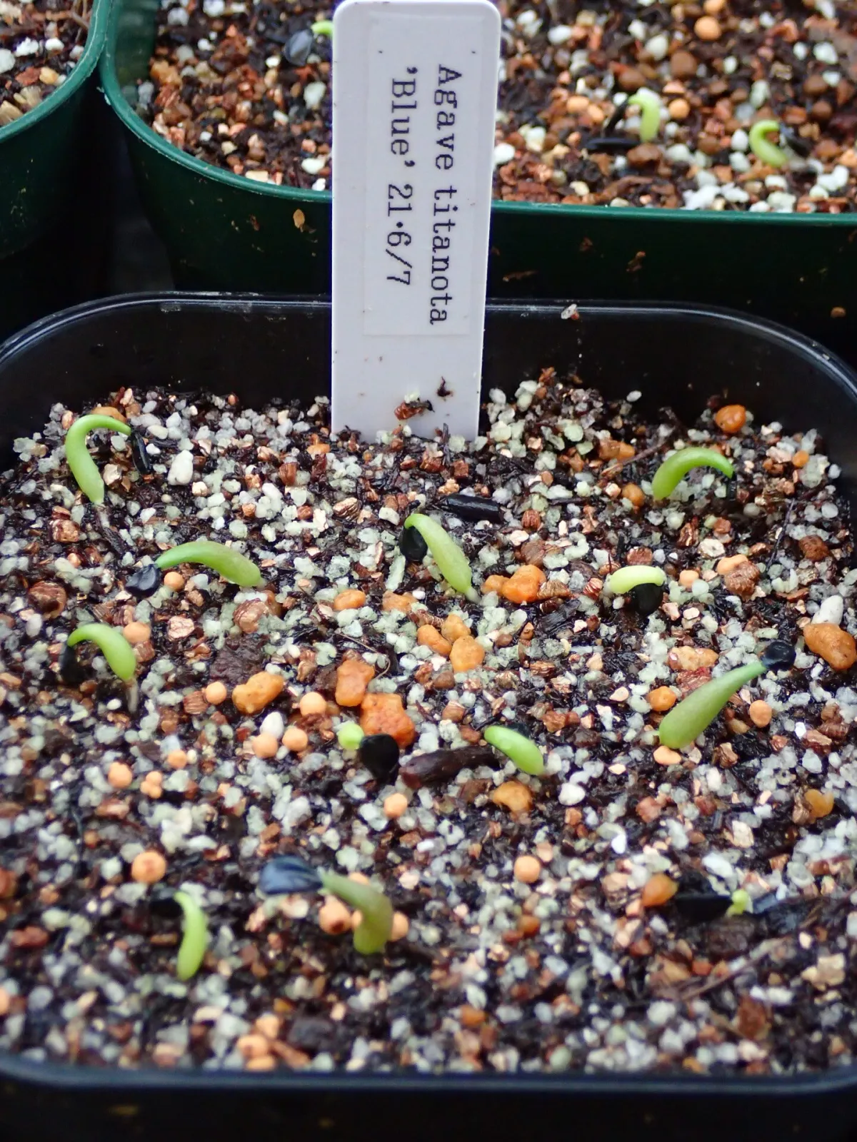 Agave titanota 'Blue' (アガベ チタノタブルー)