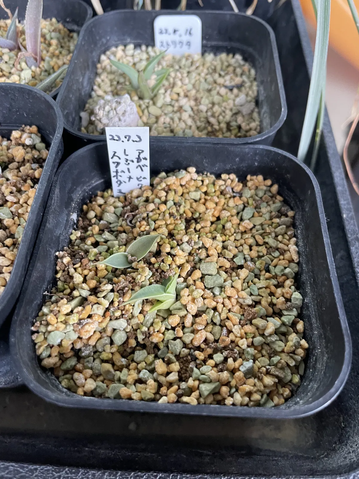 Agave victoriae-reginae ssp. swobodae swobodae (アガベ ビクトリアレジーナ スワボダエ)