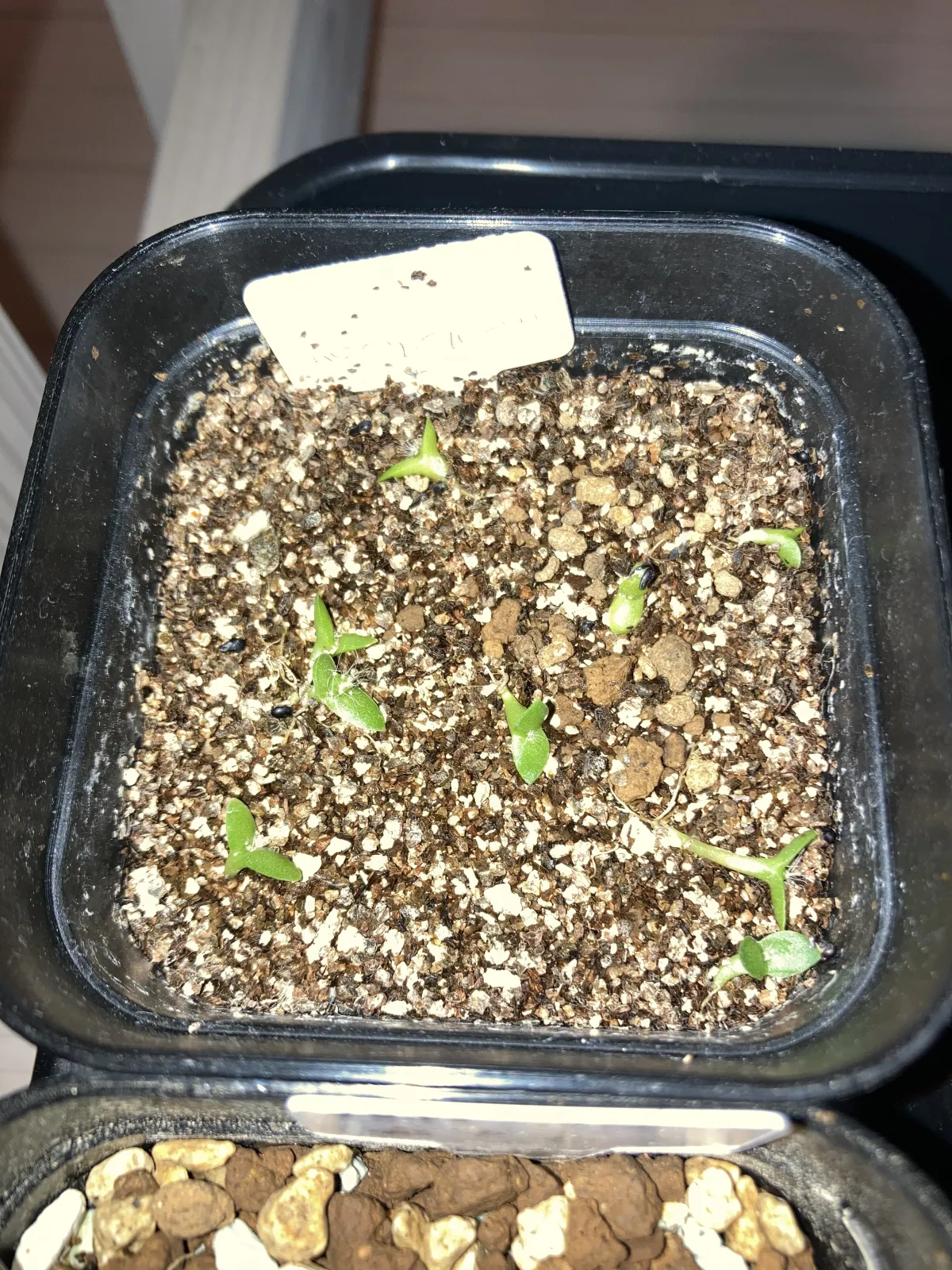 Hylocereus costaricensis (レッドドラゴンフルーツ)