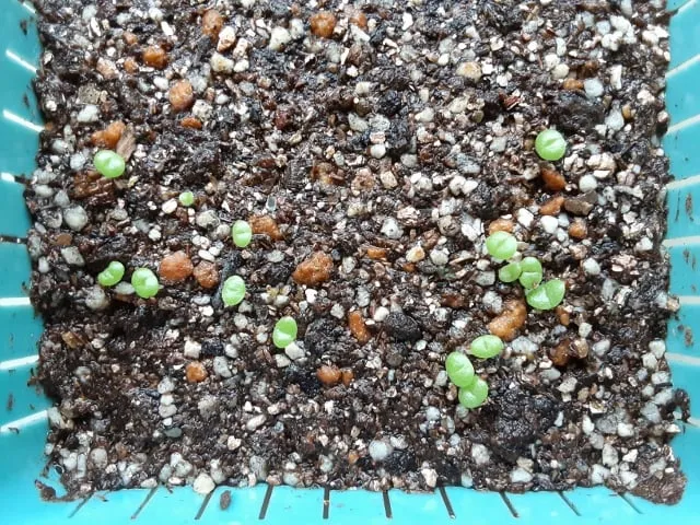 Mitrophyllum mitratum (ミトロフィルム ミトラツム)