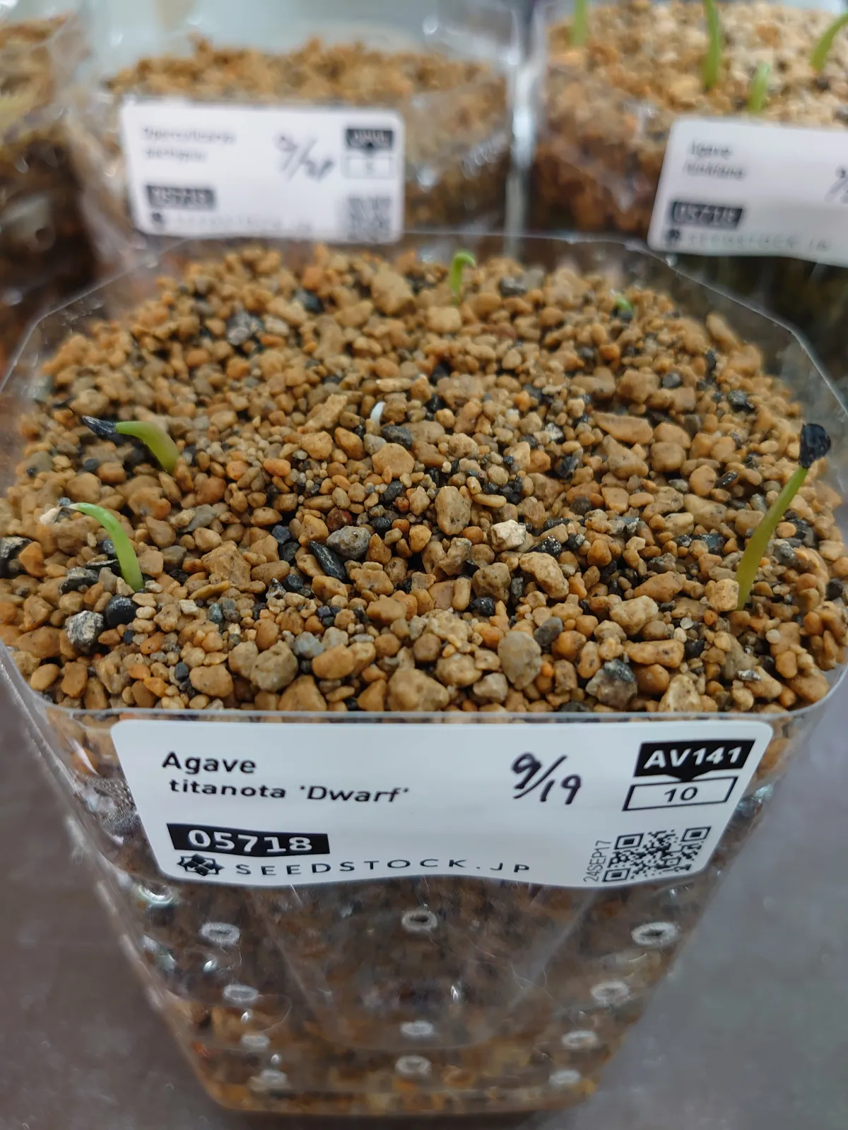 Agave titanota (アガベ チタノタ ドワーフ)