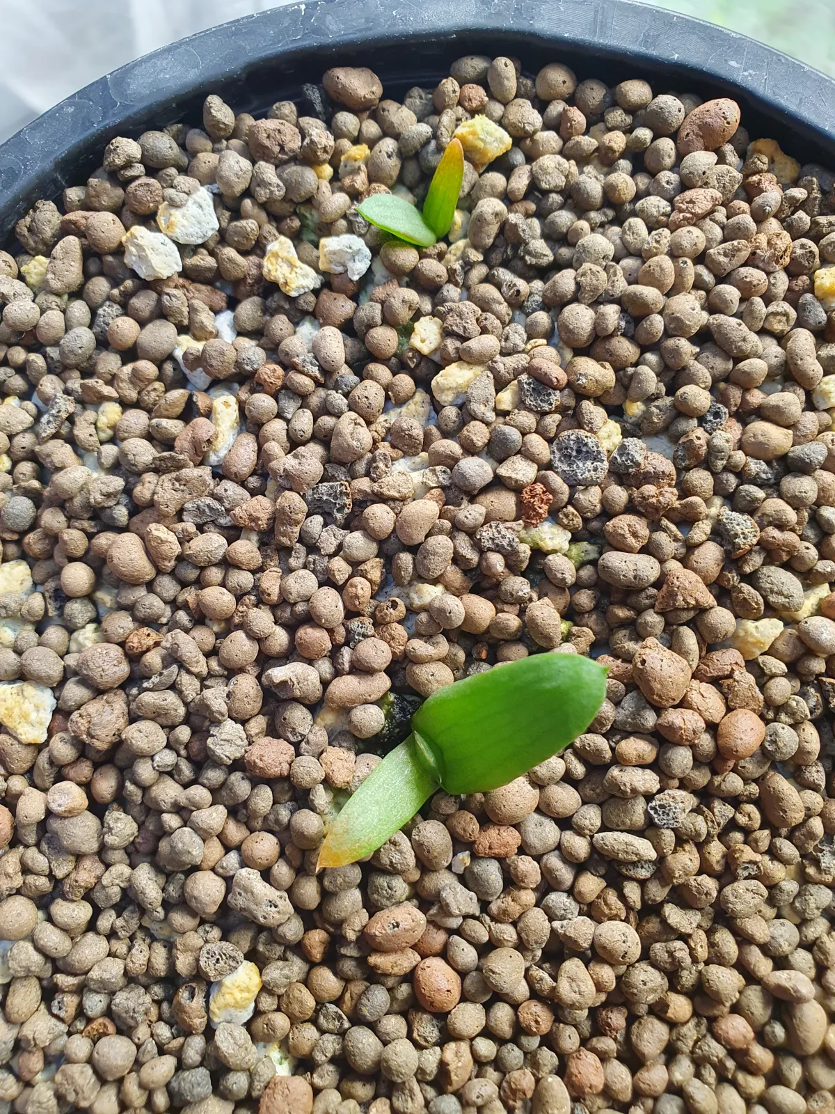 Aloe ferox (アロエ フェロックス)