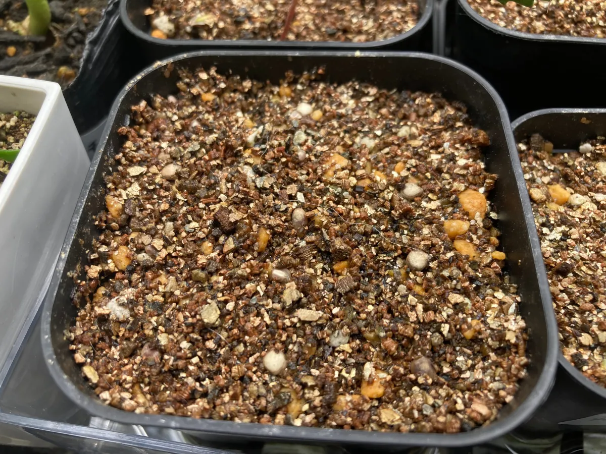 Cylindropuntia ramosissima (キリンドロプンティア ラモシシマ)