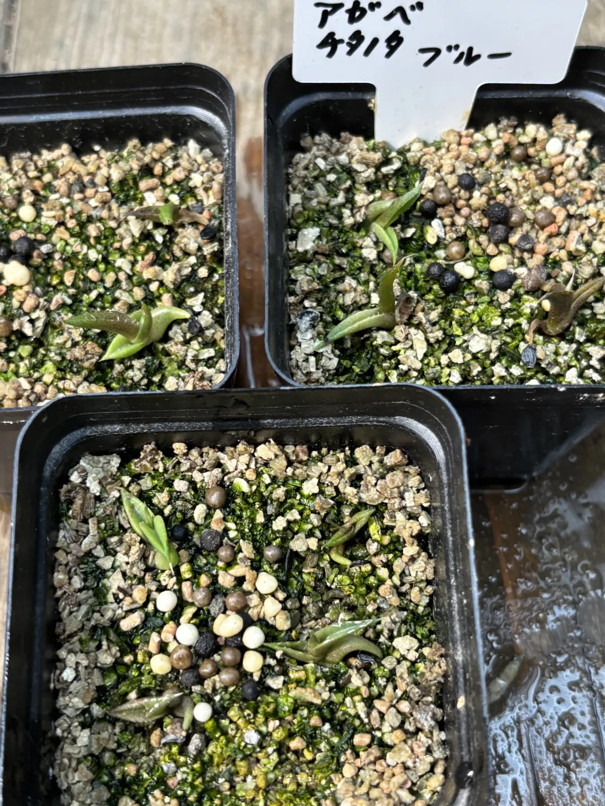 Agave titanota 'Blue' (アガベ チタノタブルー)