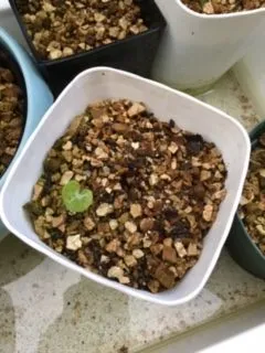 Dioscorea elephantipes (ディオスコレア エレファンティペス アフリカ亀甲竜)