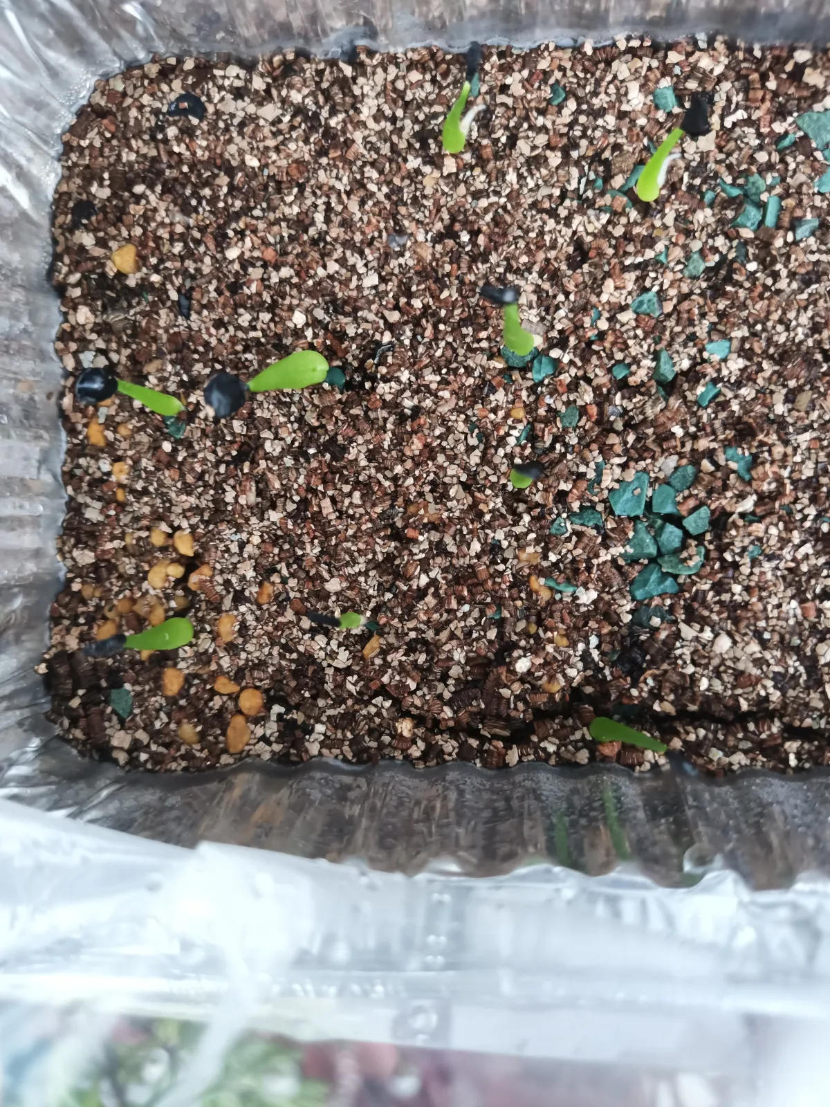 Agave utahensis var. eborispina (アガベ エボリスピナ)