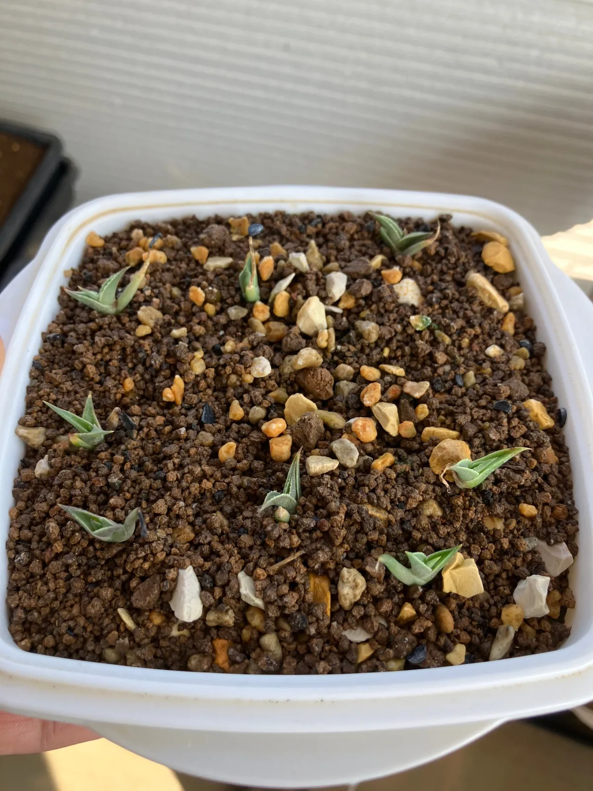 Agave utahensis ssp. utahensis (アガベ ユタエンシス)