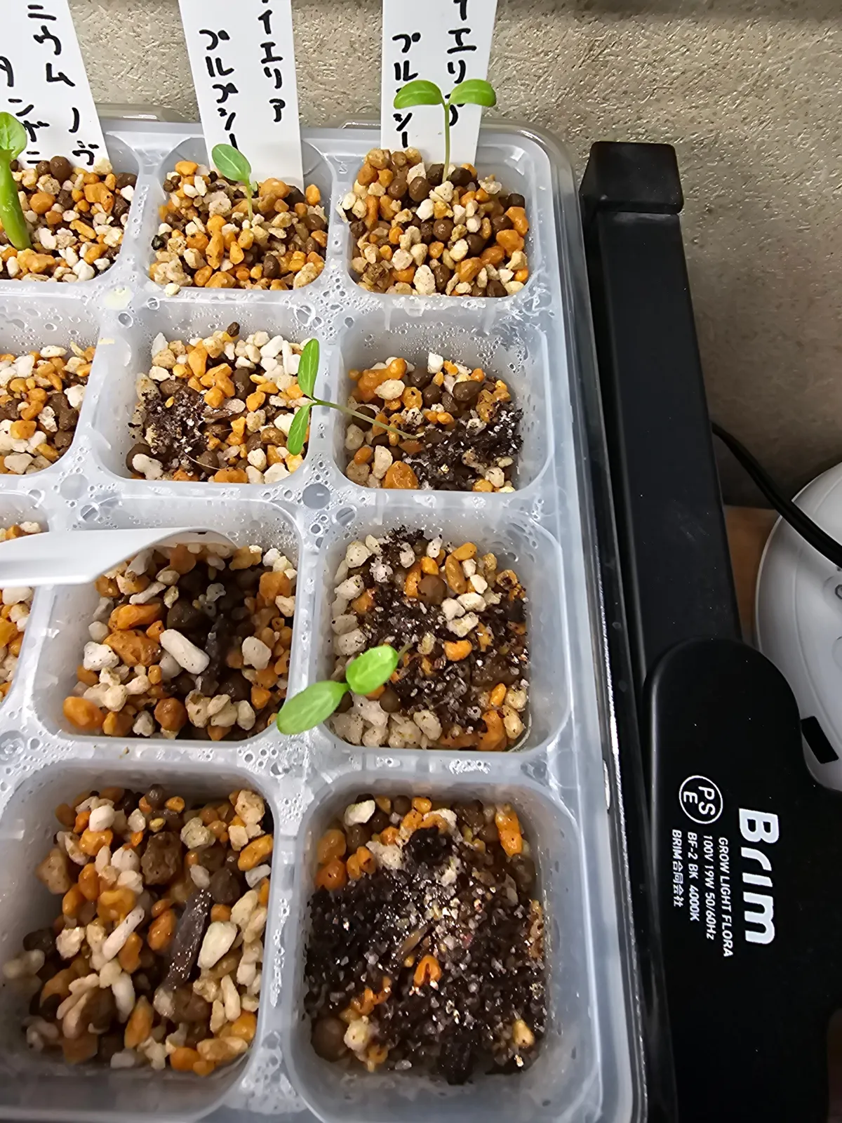 Fouquieria purpusii (フォークイエリア プルプシー)