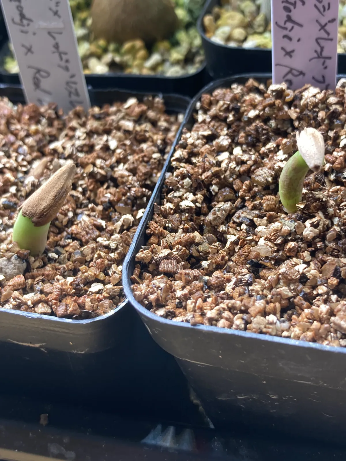 Adenium obesum Godji x Red Bracelet (アデニウム ゴッジレッドブレスレット)