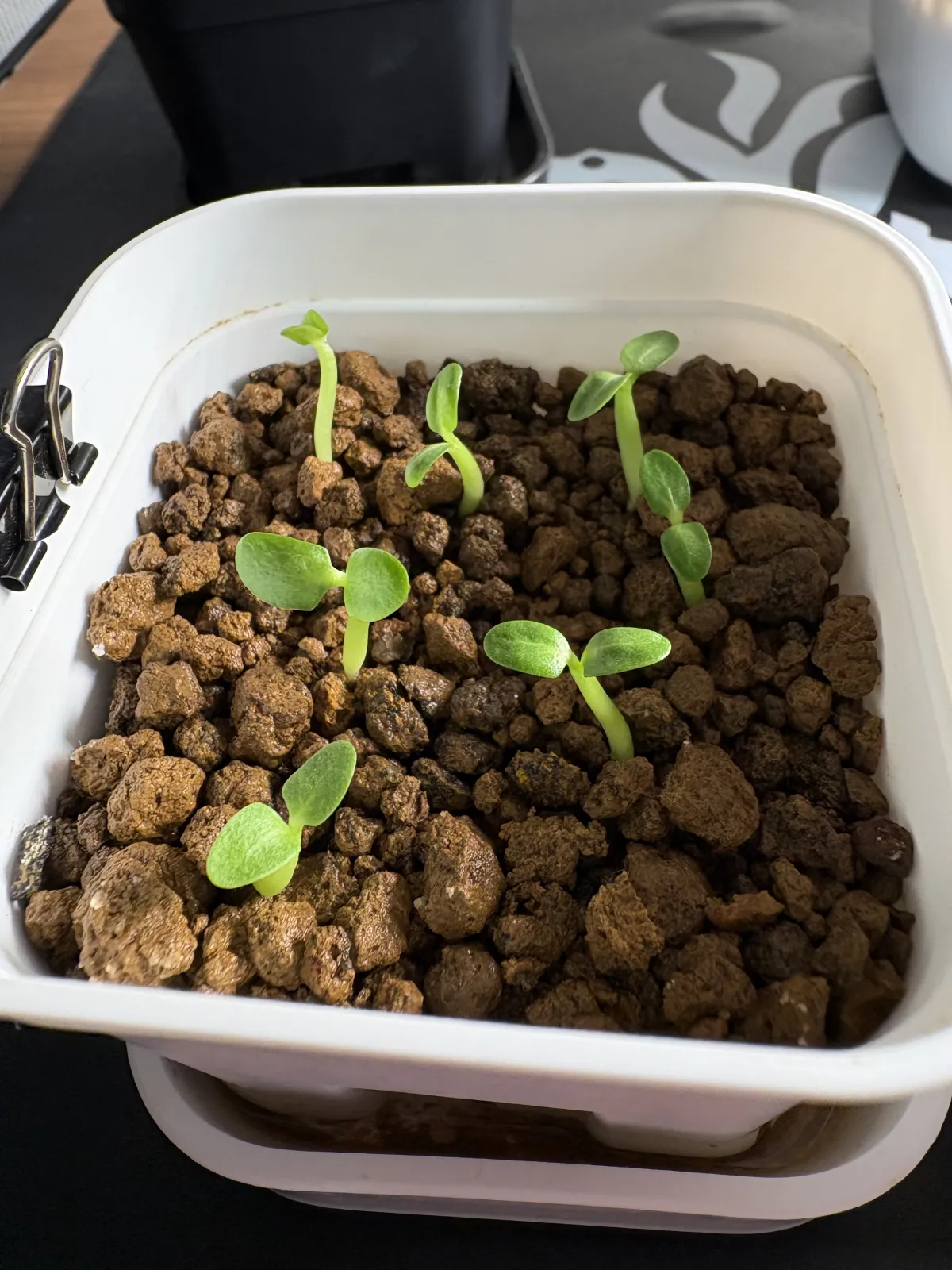 Pachypodium brevicaule subsp. leucoxanthum (パキポディウム レウコキサンツム)