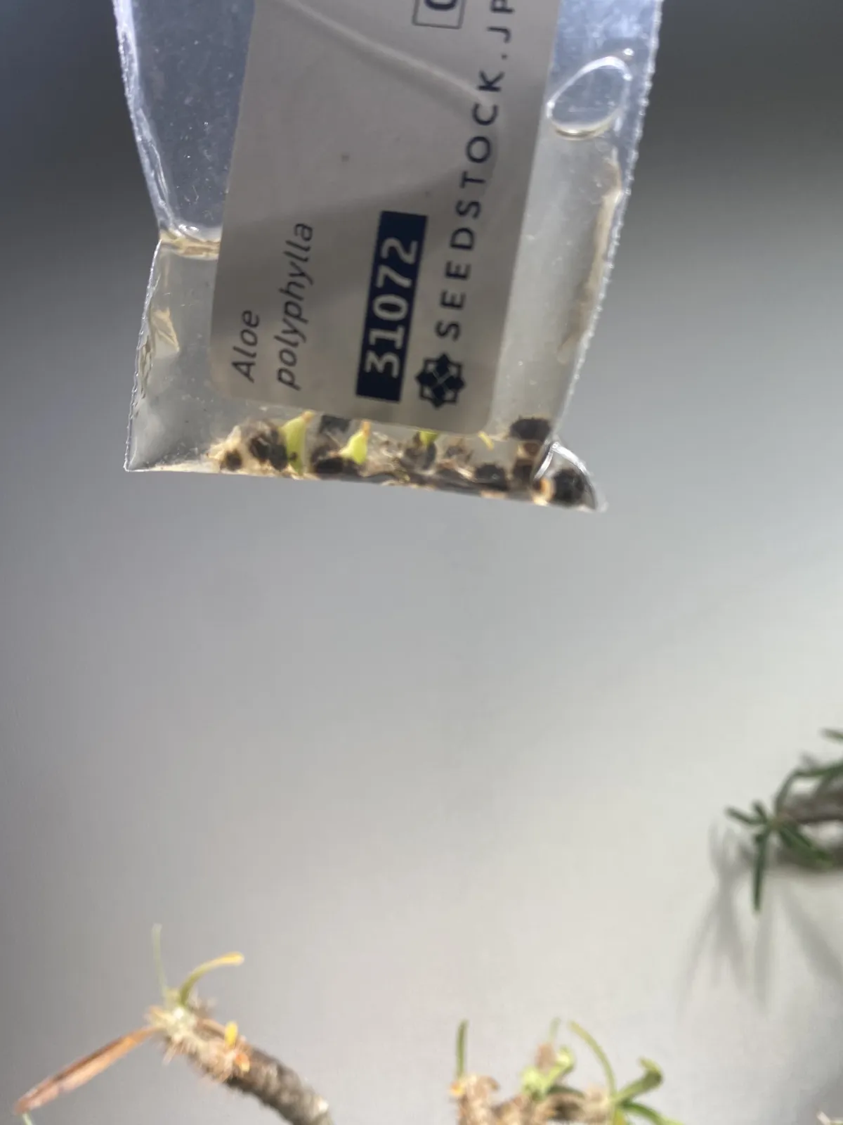 Aloe polyphylla (アロエ ポリフィラ)