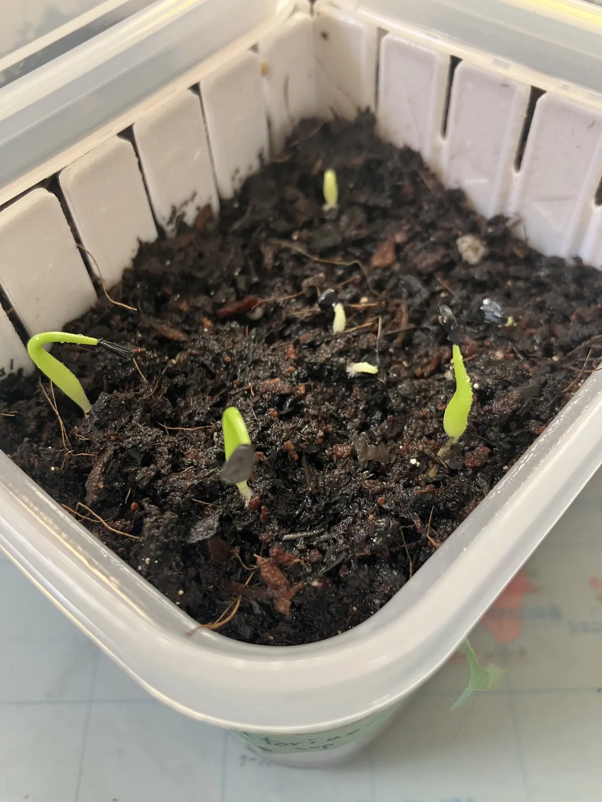 Agave victoriae-reginae (アガベ ビクトリアレジーナエ 笹の雪)