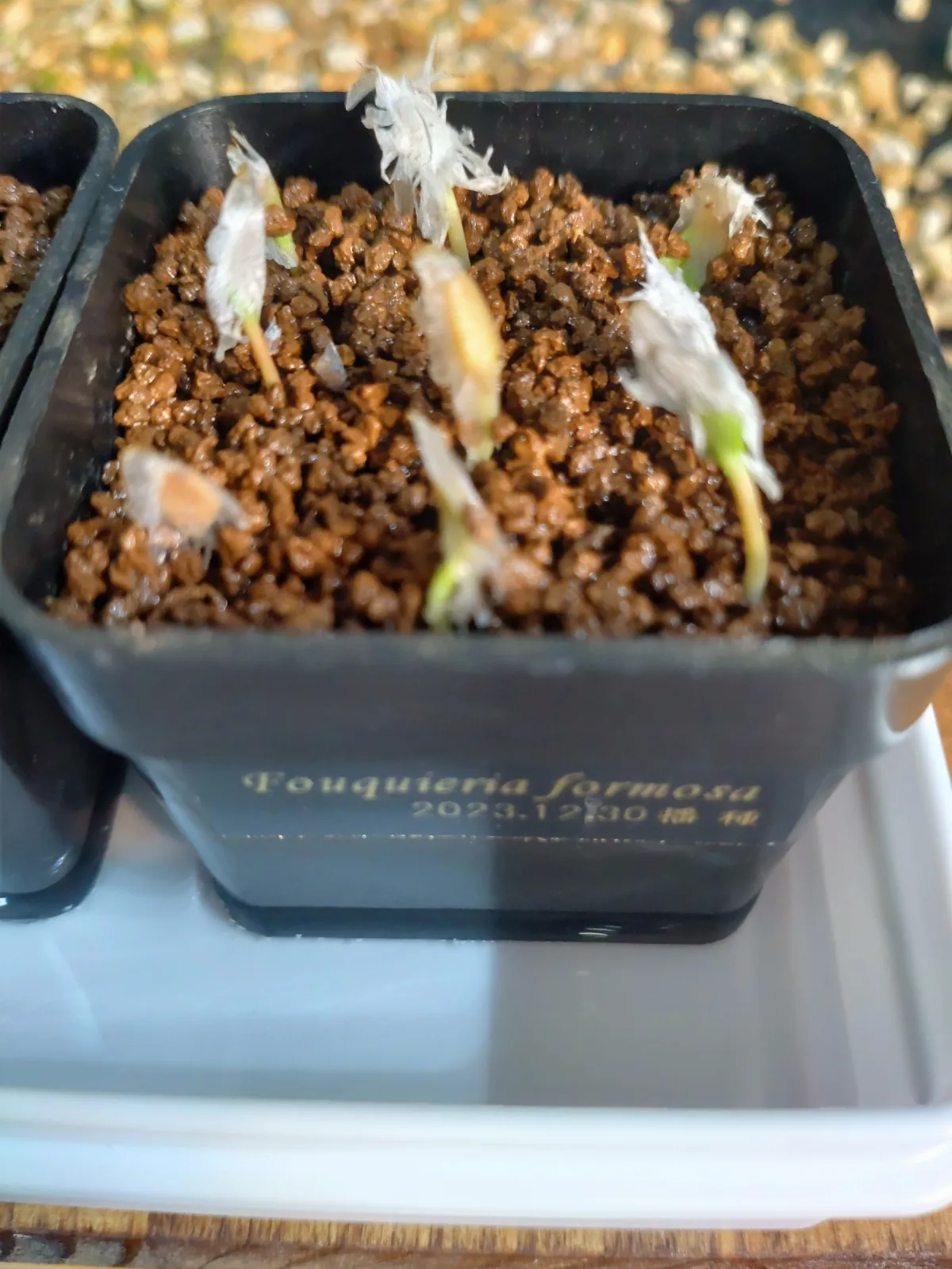 Fouquieria formosa (フォークイエリア フォルモサ)