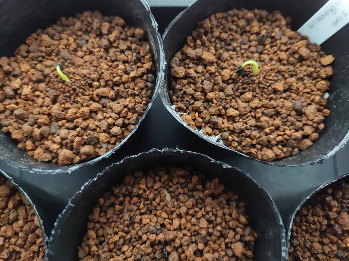 Agave isthmensis (アガベ イシスメンシス)