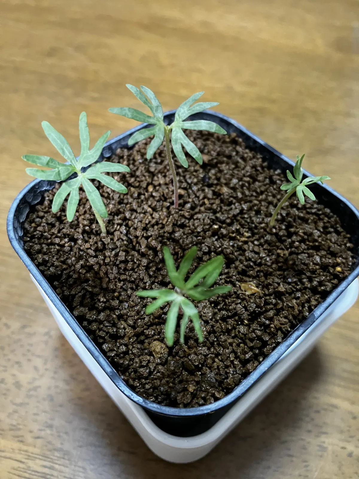 Boswellia neglecta (ボスウェリア ネグレクタ)