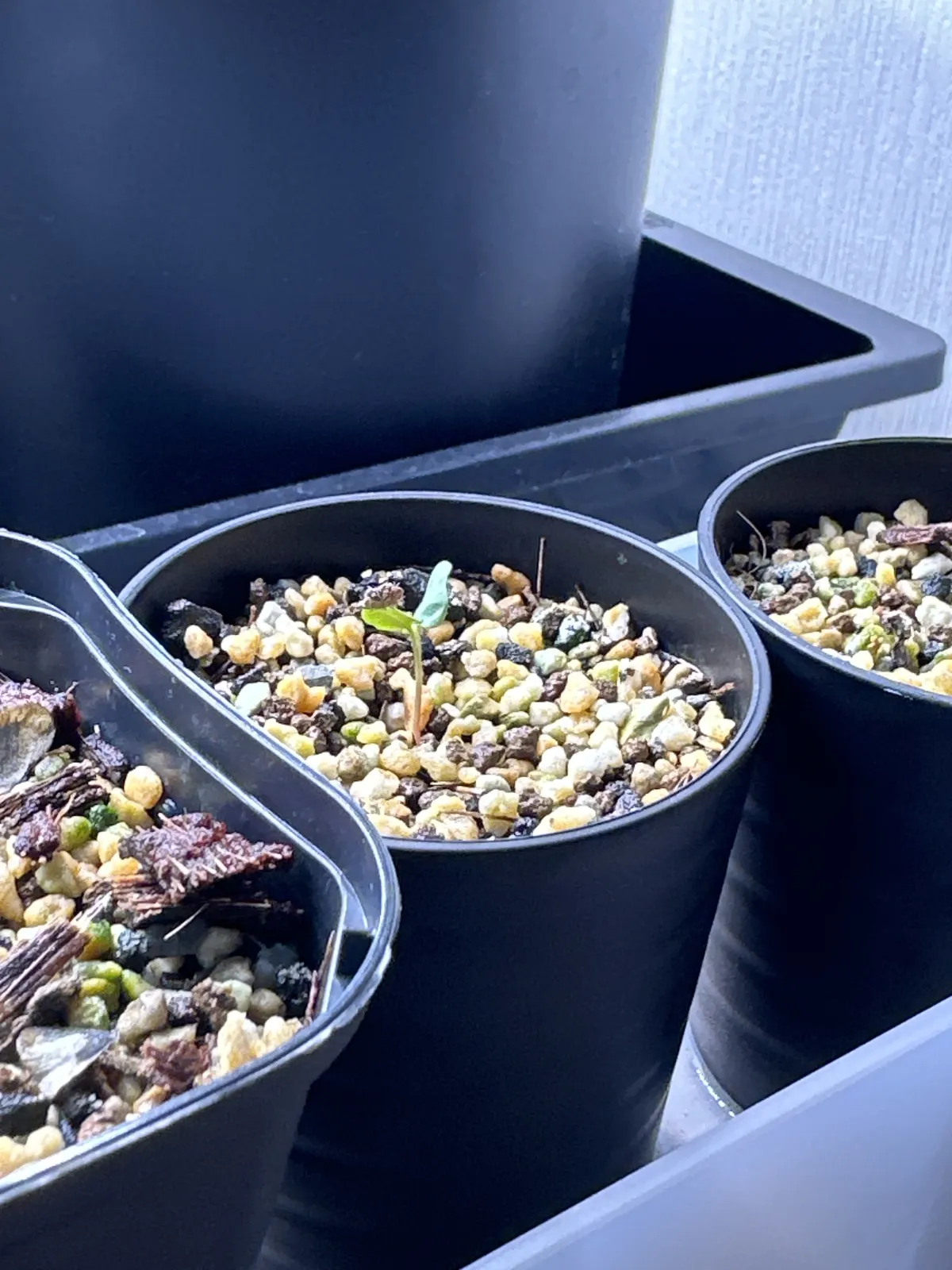 Pachycormus discolor (パキコルムス ディスカラー)