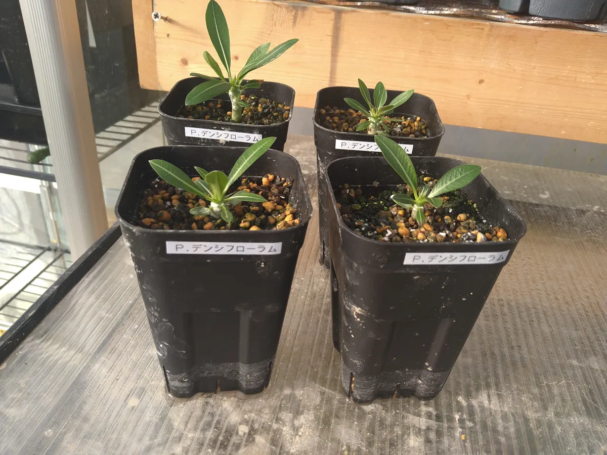 Pachypodium densiflorum var. densiflorum (パキポディウム デンシフローラム)