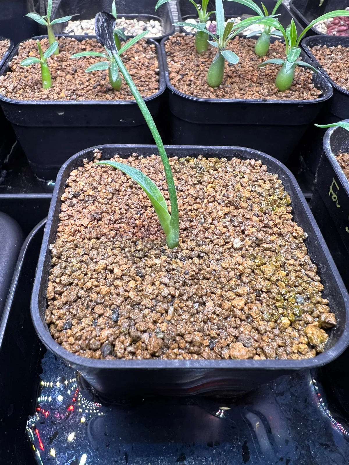 Agave inaequidens (アガベ インアクイデンス)