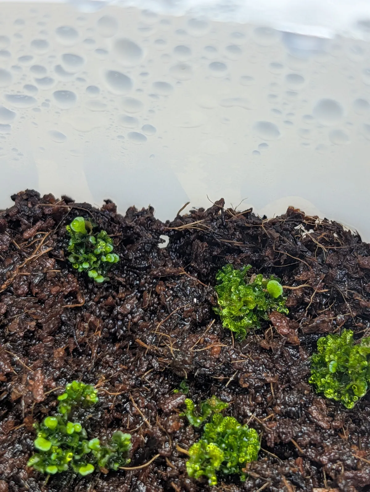 Platycerium ridleyi (ビカクシダ リドレイ)