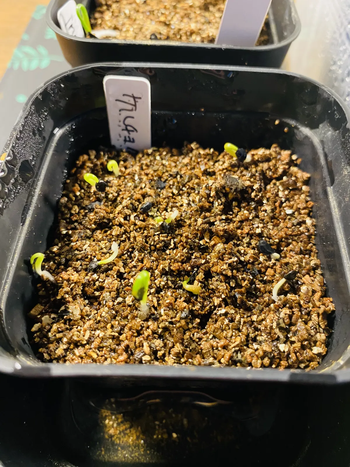 Agave kerchovei (アガベ ケルチョベイ)