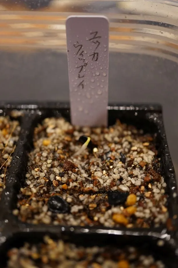 Yucca whipplei (ユッカ ウィップレイ)