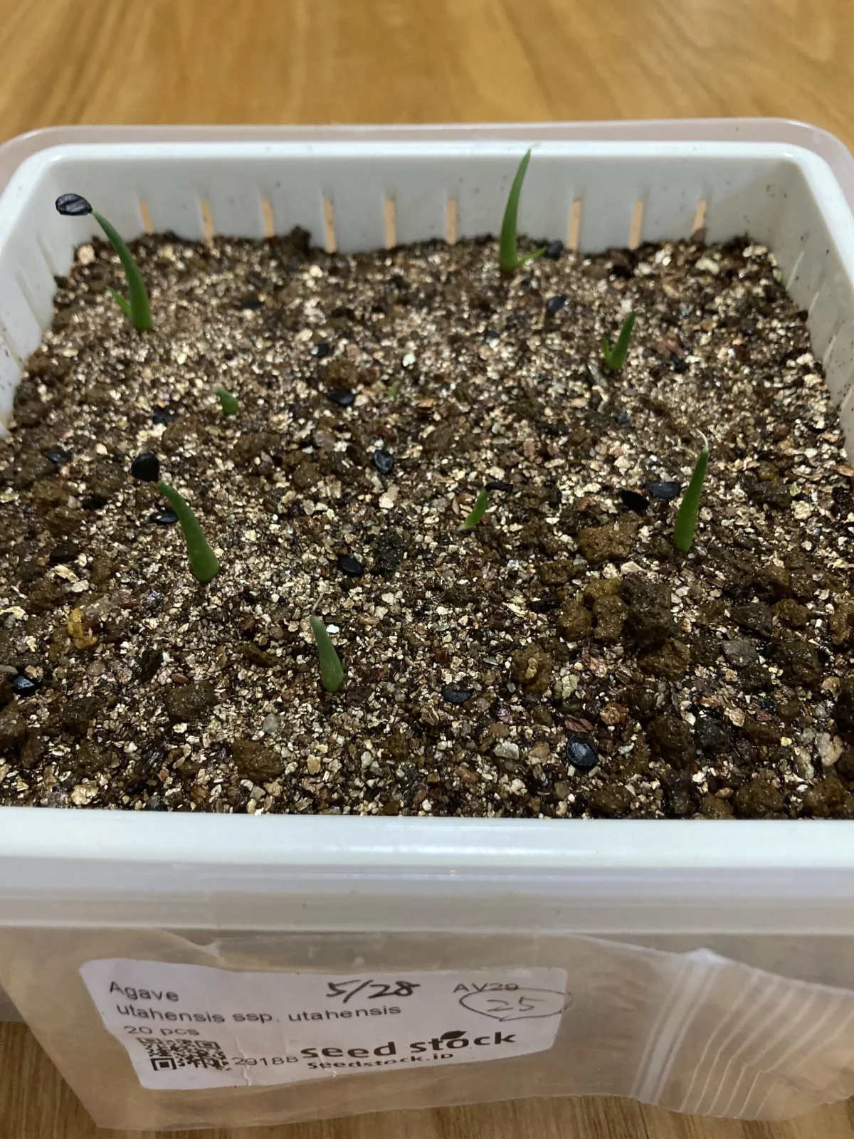 Agave utahensis ssp. utahensis (アガベ ユタエンシス)