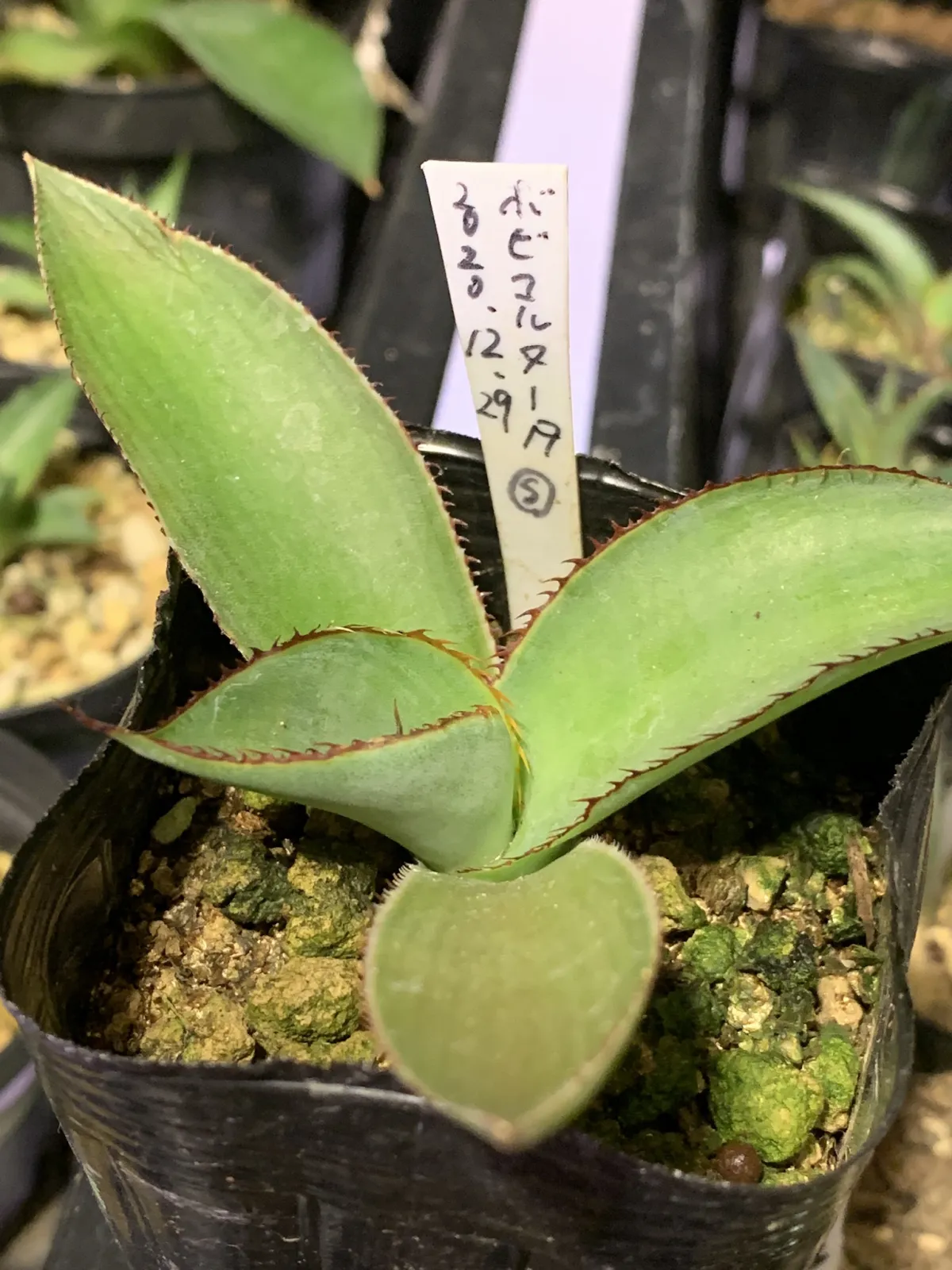 Agave bovicornuta (アガベ ボビコルヌータ)