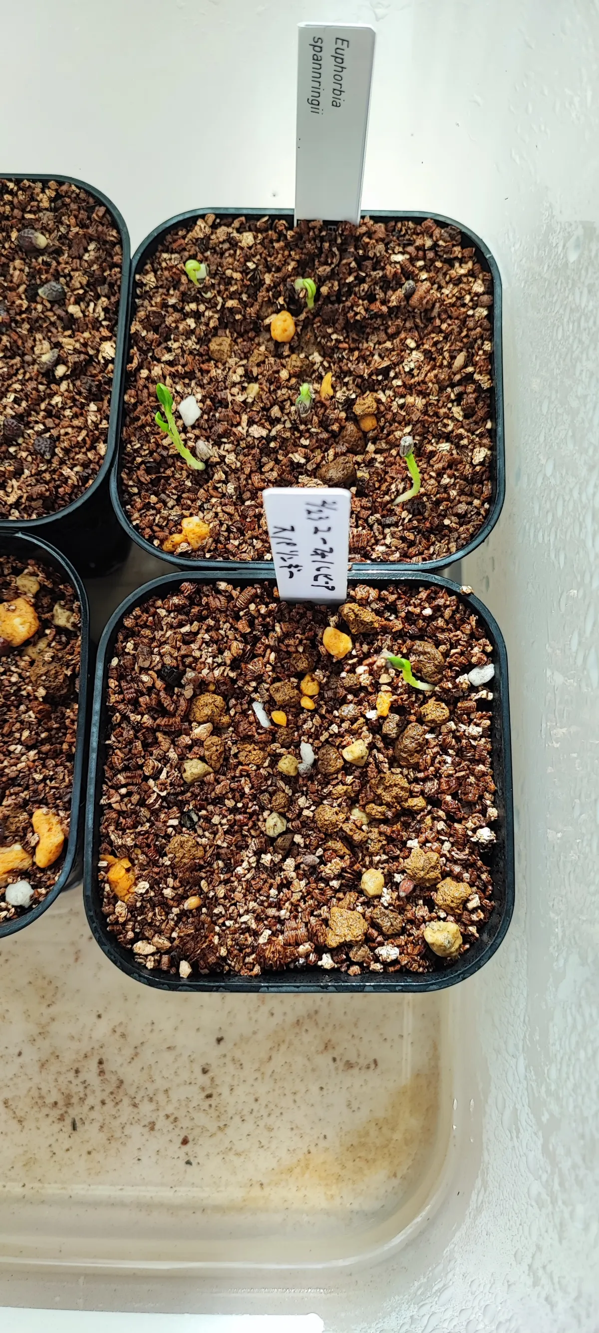 Euphorbia spannringii (ユーフォルビア スパンリンギー フィッシュボーン)