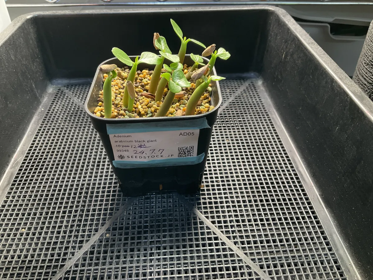 Adenium arabicum Black Giant (アデニウム アラビカム ブラックジャイアント)