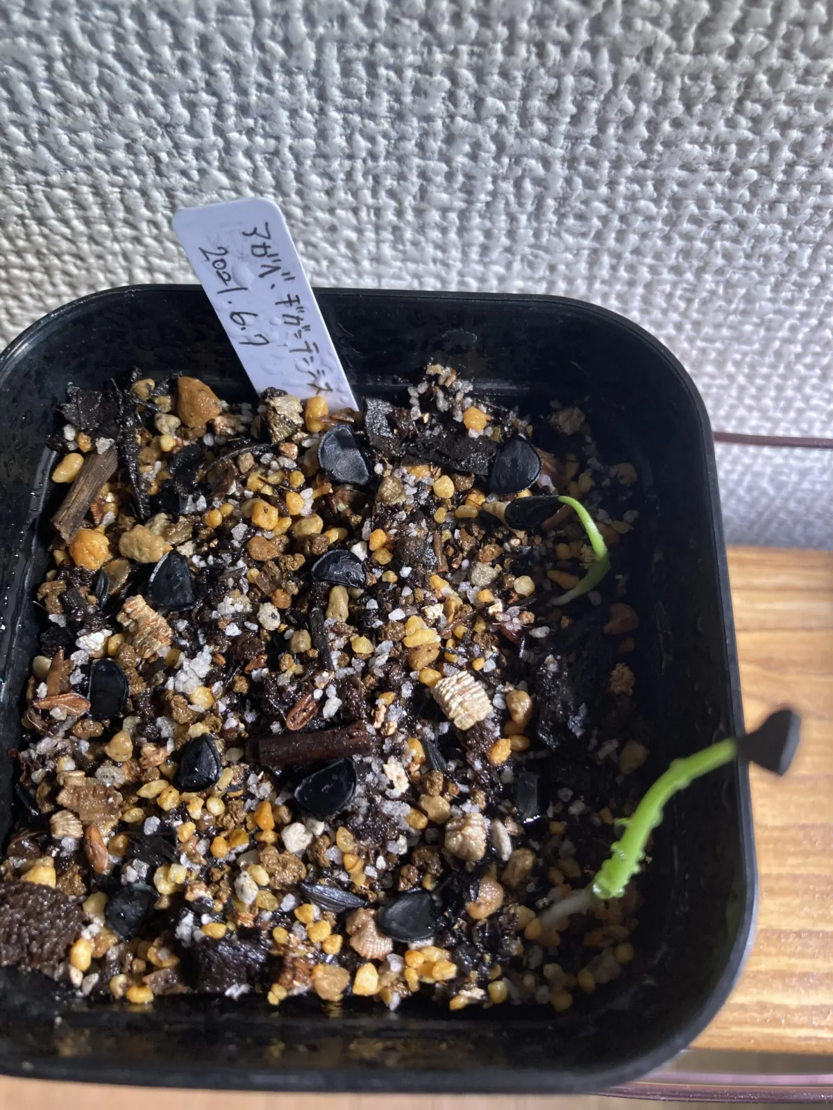 Agave gigantensis (アガベ ギガンテンシス)