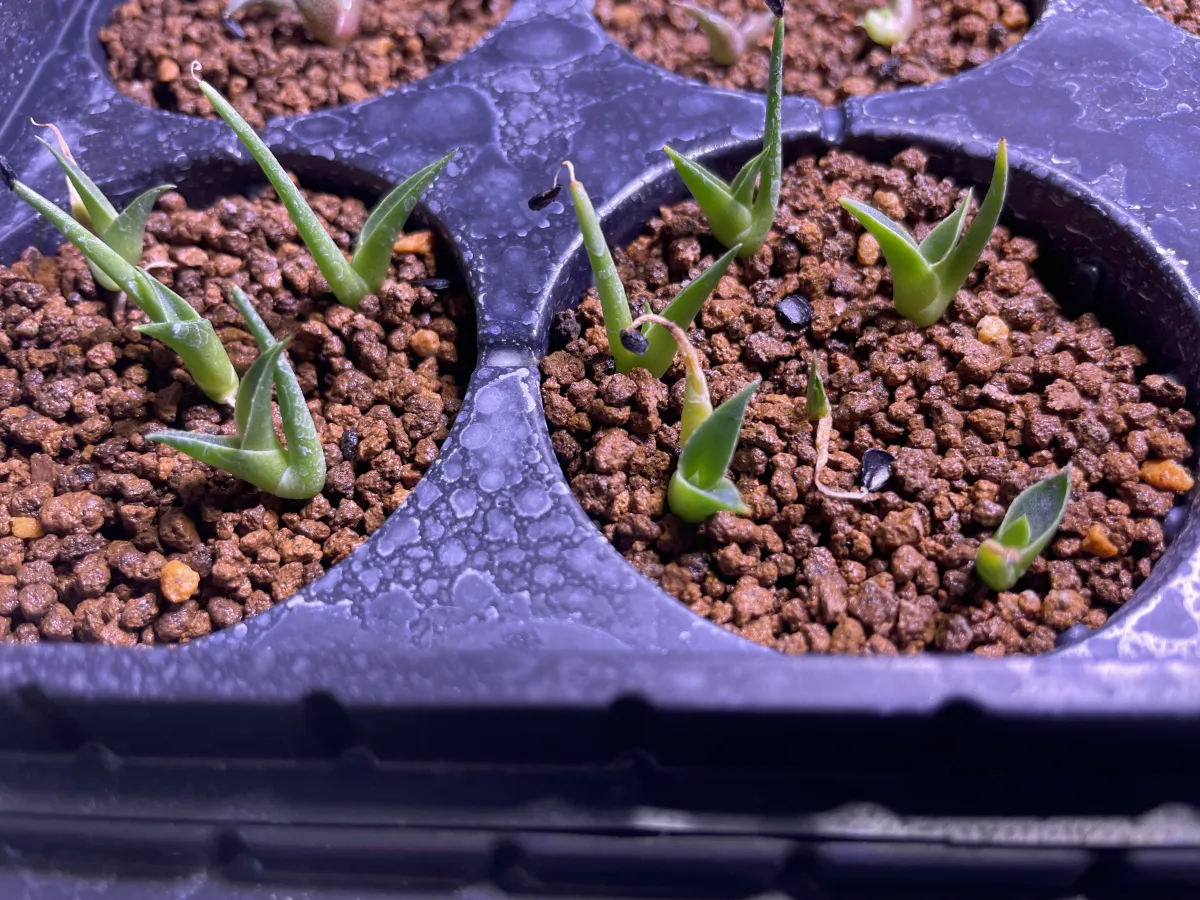 Agave salomonii Magnifica (アガベ マグニフィカ)