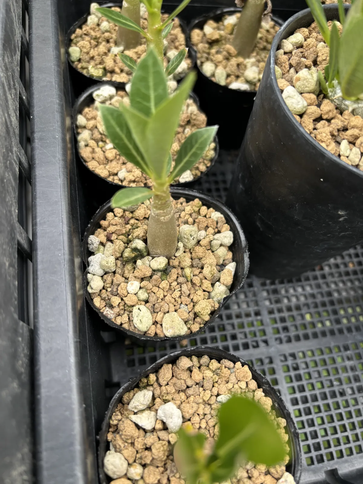 Adenium arabicum Black Stem (アデニウム アラビカム ブラックステム)