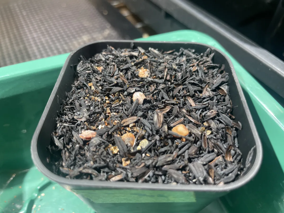 Commiphora monstruosa (コミフォラ モンストローサ)