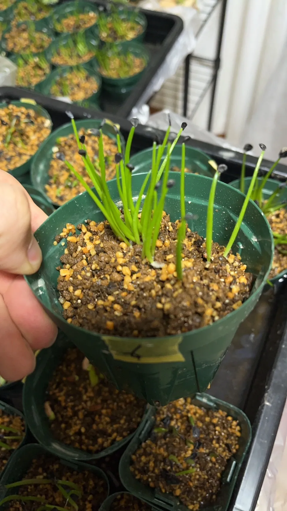 Agave potreriana (アガベ ポトレリアナ)